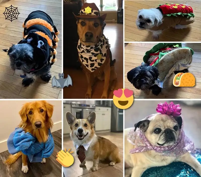 LifeRaft Halloween dogs